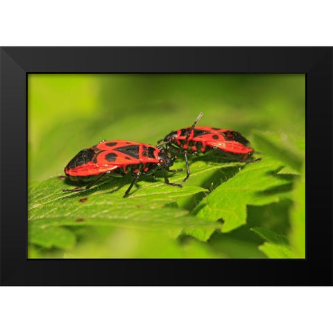 Feuerwanzen Black Modern Wood Framed Art Print by Fischer, Rolf