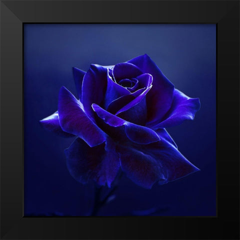 Midnight Rose Black Modern Wood Framed Art Print by Seidel, Lily