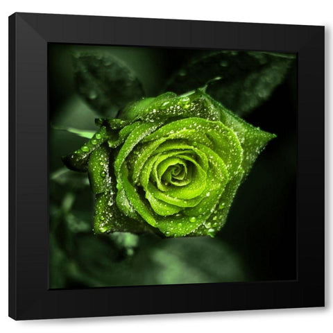 Paradise Black Modern Wood Framed Art Print with Double Matting by Seidel, Lily