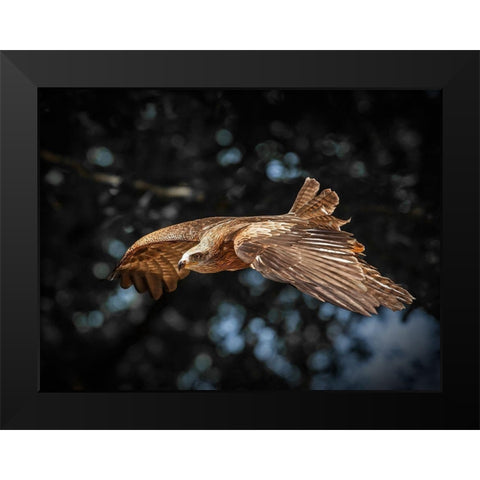 Red Kite flies Black Modern Wood Framed Art Print by Ronin