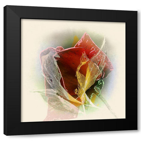 Rose Black Modern Wood Framed Art Print with Double Matting by Baumann, Matthias