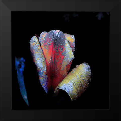 Tulpen-Nacht Black Modern Wood Framed Art Print by Baumann, Matthias