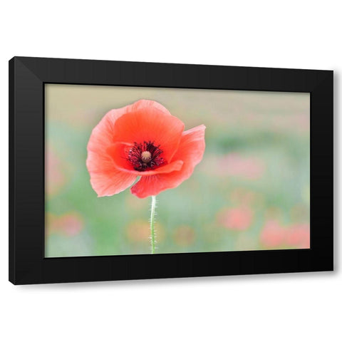 Coquelicot Black Modern Wood Framed Art Print with Double Matting by Strohmenger, Gaelle