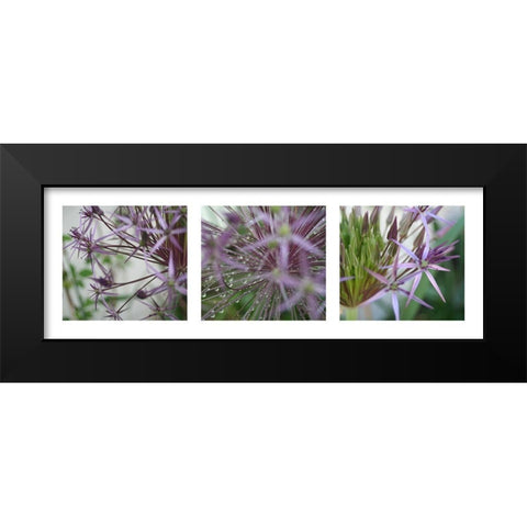 Allium I Black Modern Wood Framed Art Print by MIRA