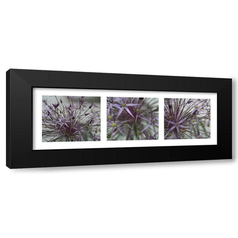 Allium II Black Modern Wood Framed Art Print with Double Matting by MIRA