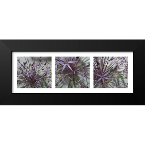 Allium II Black Modern Wood Framed Art Print by MIRA