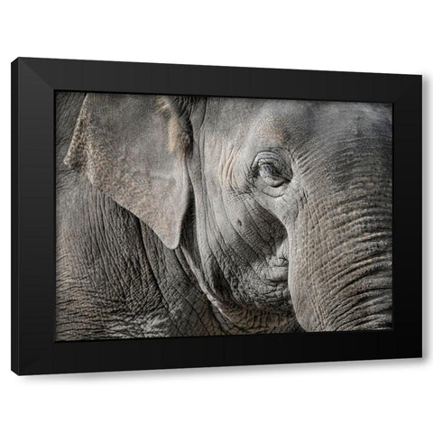 Master Front Black Modern Wood Framed Art Print by Steger, Uwe