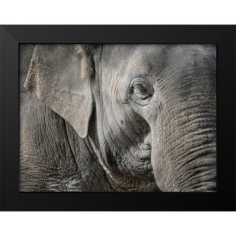 Master Front Black Modern Wood Framed Art Print by Steger, Uwe