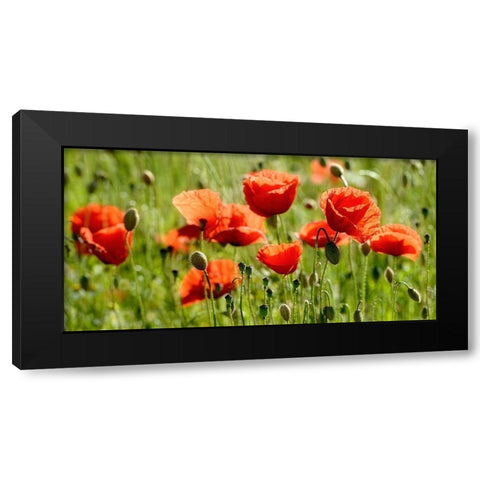 Some Poppy Part II Black Modern Wood Framed Art Print with Double Matting by Steger, Uwe