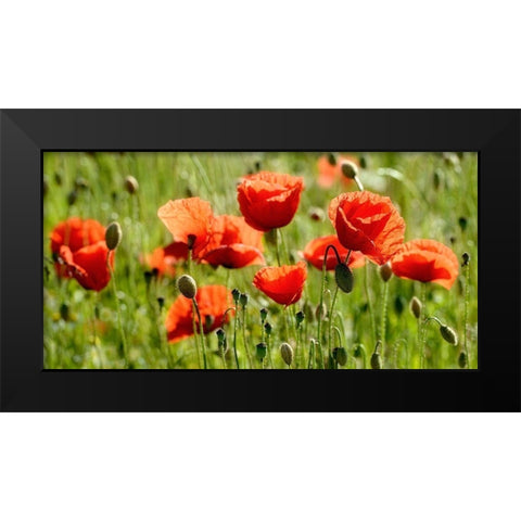 Some Poppy Part II Black Modern Wood Framed Art Print by Steger, Uwe
