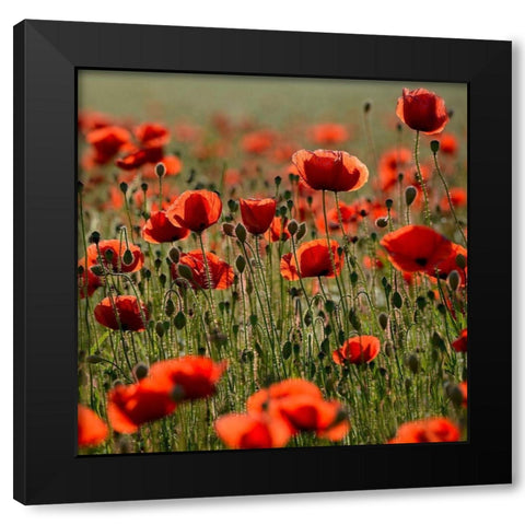 Poppy Zone Black Modern Wood Framed Art Print with Double Matting by Steger, Uwe