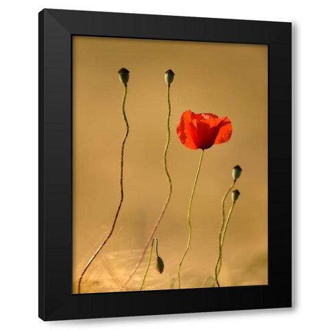 The Last Flowers Black Modern Wood Framed Art Print with Double Matting by Steger, Uwe