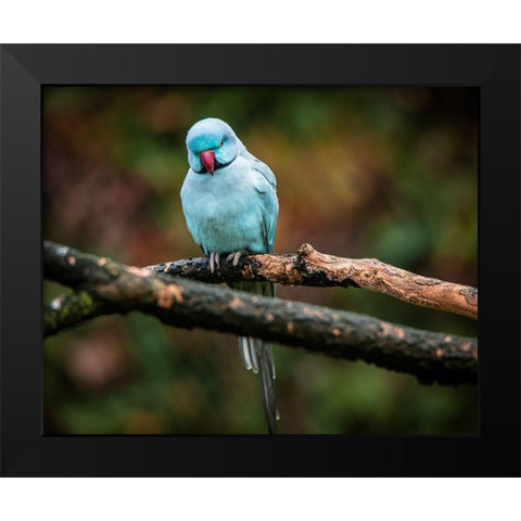 Blue Parrot Black Modern Wood Framed Art Print by Ronin