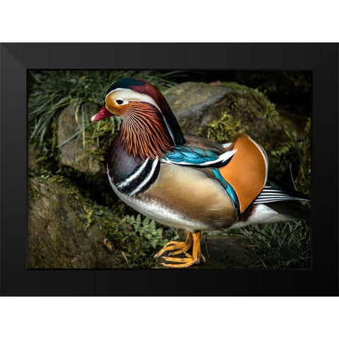 Manderin Duck Black Modern Wood Framed Art Print by Ronin