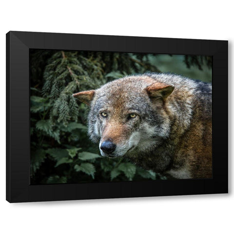 Lone Wolf Black Modern Wood Framed Art Print by Ronin