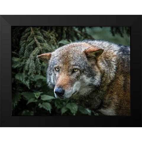 Lone Wolf Black Modern Wood Framed Art Print by Ronin