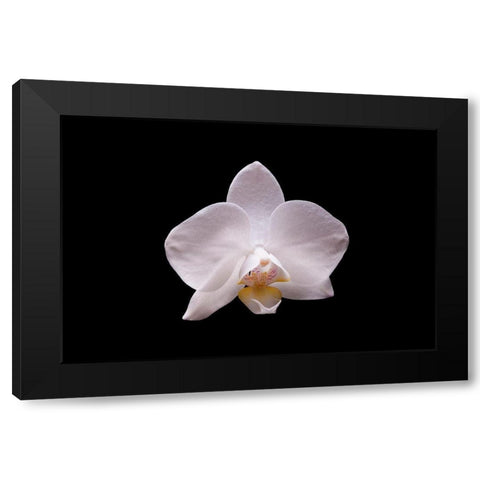 Orchidee I Black Modern Wood Framed Art Print by Brosius, Volker