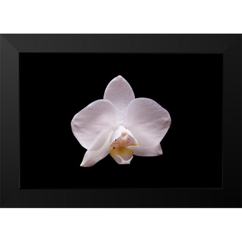 Orchidee I Black Modern Wood Framed Art Print by Brosius, Volker
