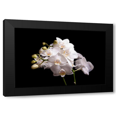 Orchidee II Black Modern Wood Framed Art Print with Double Matting by Brosius, Volker