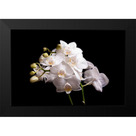 Orchidee II Black Modern Wood Framed Art Print by Brosius, Volker