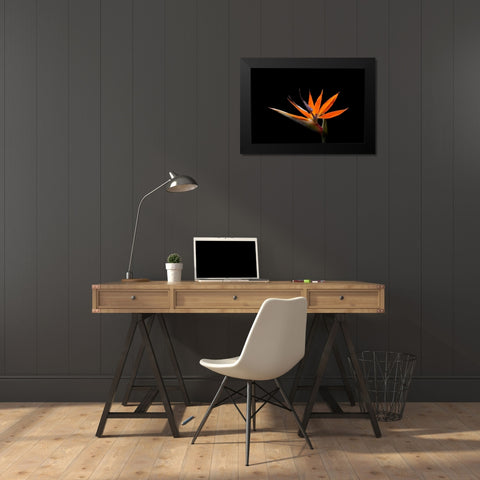 Strelitzia Black Modern Wood Framed Art Print by Brosius, Volker