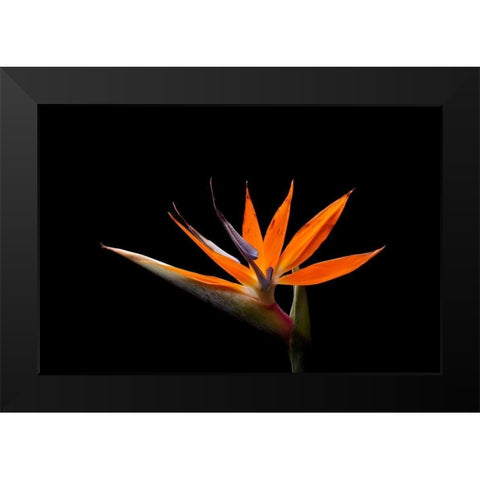 Strelitzia Black Modern Wood Framed Art Print by Brosius, Volker