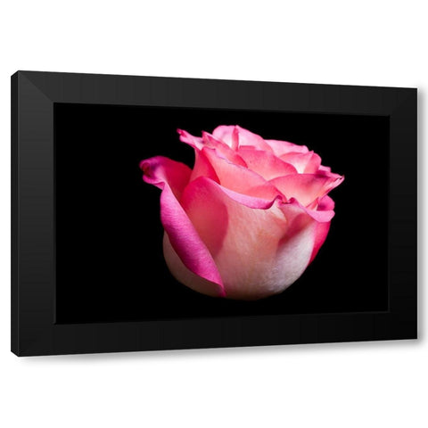Rose I Black Modern Wood Framed Art Print by Brosius, Volker