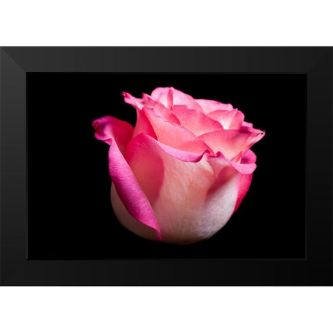 Rose I Black Modern Wood Framed Art Print by Brosius, Volker