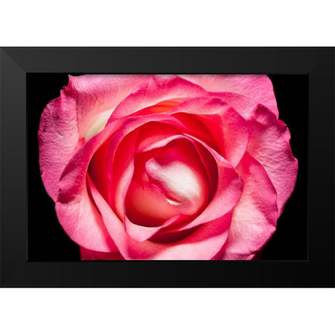 Rose II Black Modern Wood Framed Art Print by Brosius, Volker