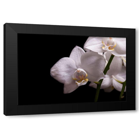 Orchidee III Black Modern Wood Framed Art Print with Double Matting by Brosius, Volker