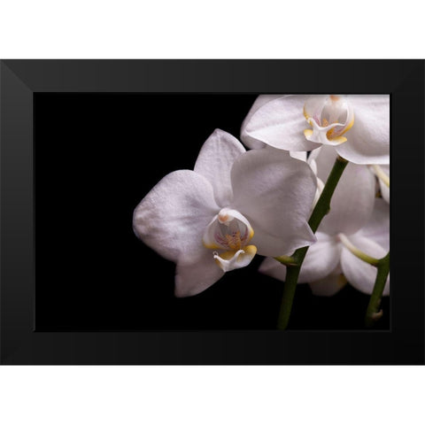 Orchidee III Black Modern Wood Framed Art Print by Brosius, Volker