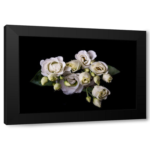 Rosen in weiss Black Modern Wood Framed Art Print by Brosius, Volker