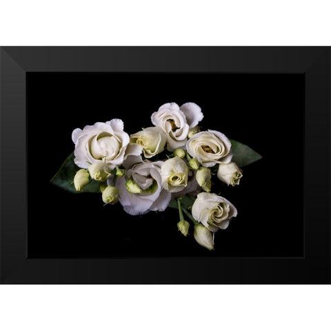 Rosen in weiss Black Modern Wood Framed Art Print by Brosius, Volker