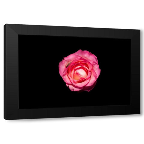 Rose III Black Modern Wood Framed Art Print with Double Matting by Brosius, Volker