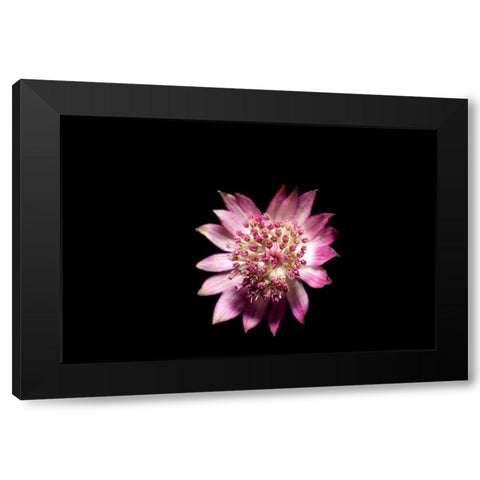 Blute lila Black Modern Wood Framed Art Print with Double Matting by Brosius, Volker