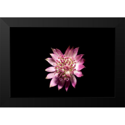 Blute lila Black Modern Wood Framed Art Print by Brosius, Volker