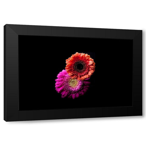 Gerbera Duo Black Modern Wood Framed Art Print with Double Matting by Brosius, Volker