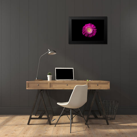 Gerbera lila Black Modern Wood Framed Art Print by Brosius, Volker