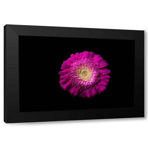 Gerbera lila Black Modern Wood Framed Art Print by Brosius, Volker