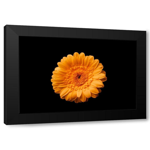 Gerbera gelb Black Modern Wood Framed Art Print with Double Matting by Brosius, Volker