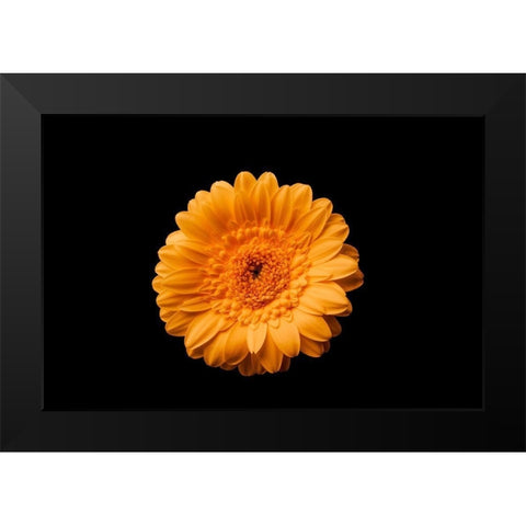 Gerbera gelb Black Modern Wood Framed Art Print by Brosius, Volker