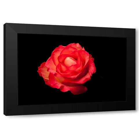 Rose rot Black Modern Wood Framed Art Print by Brosius, Volker
