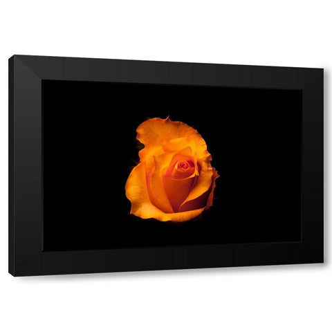Rose gelb I Black Modern Wood Framed Art Print by Brosius, Volker