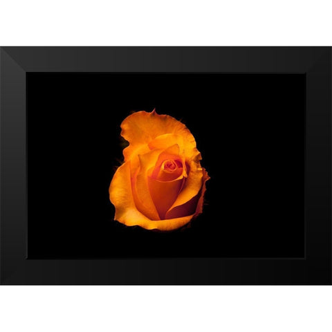 Rose gelb I Black Modern Wood Framed Art Print by Brosius, Volker