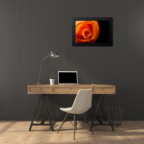 Rose gelb I Black Modern Wood Framed Art Print by Brosius, Volker