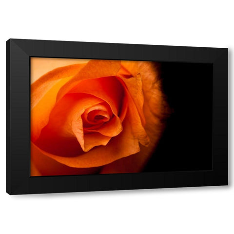 Rose gelb I Black Modern Wood Framed Art Print with Double Matting by Brosius, Volker