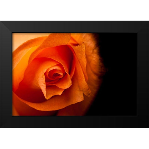 Rose gelb I Black Modern Wood Framed Art Print by Brosius, Volker