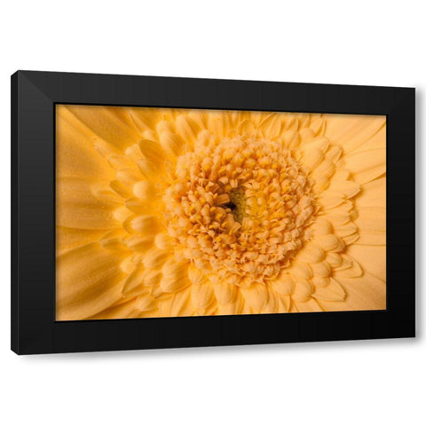 Gerbera nah Black Modern Wood Framed Art Print with Double Matting by Brosius, Volker