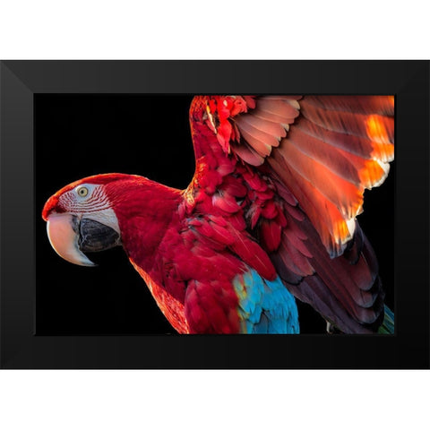 Parrot Wings Black Modern Wood Framed Art Print by Ronin