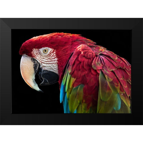 Ara Parrot Black Modern Wood Framed Art Print by Ronin